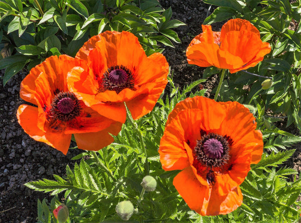 Prince of Orange Oriental Poppy Seeds