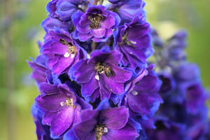 Blue Spire Larkspur Seeds
