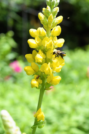 Yellow Wild Indigo Seeds