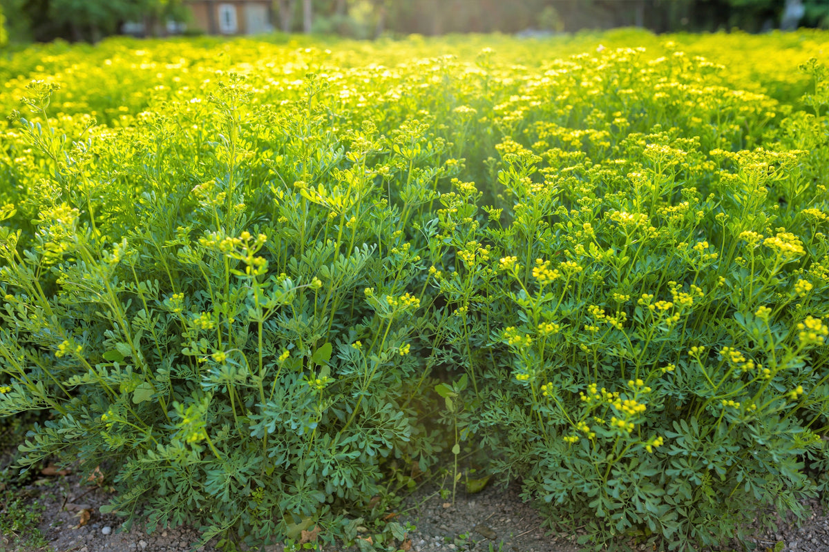 Syrian Rue Yellow Yellow Rue Seeds