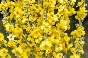 Yellow Verbascum Seeds
