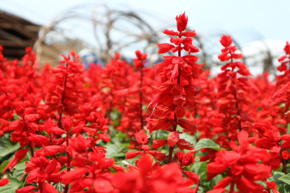Red Salvia - St. John's Fire Seeds