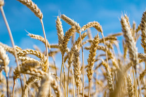 Wrens Abruzzi WINTER RYE Cover Crop Seeds