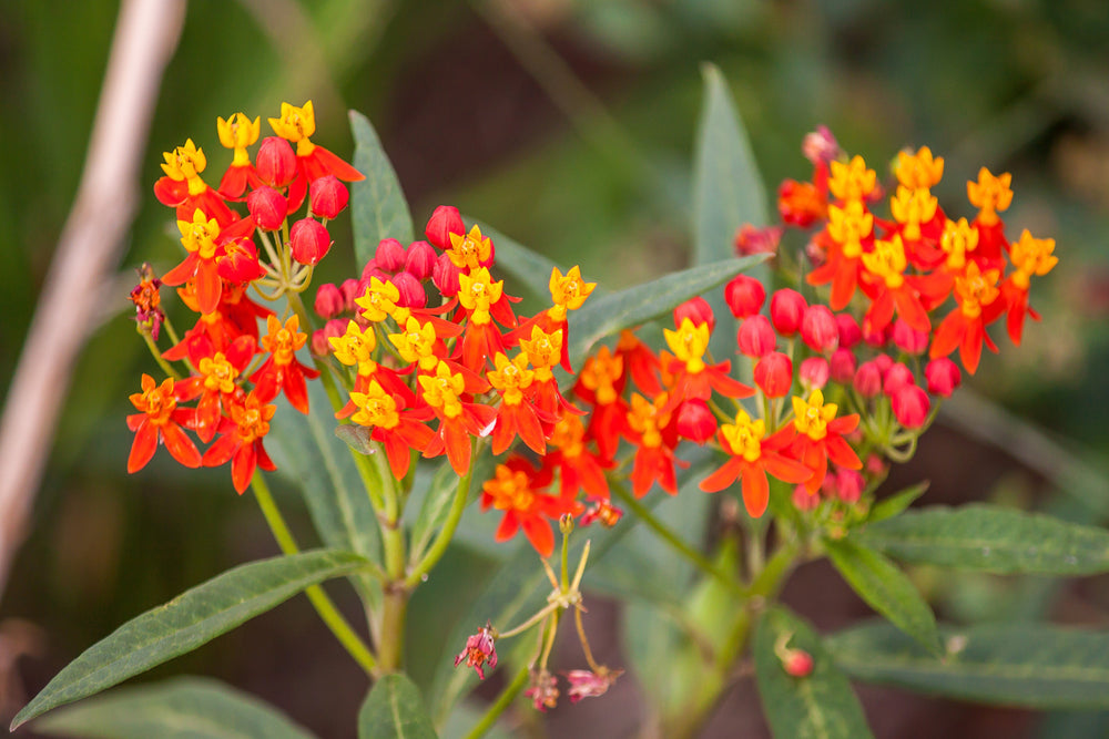 Sunset Milkweed Seeds