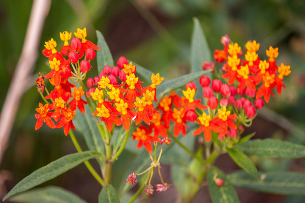Sunset Milkweed Seeds