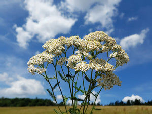 White Yarrow Seeds