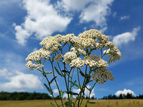 White Yarrow Seeds