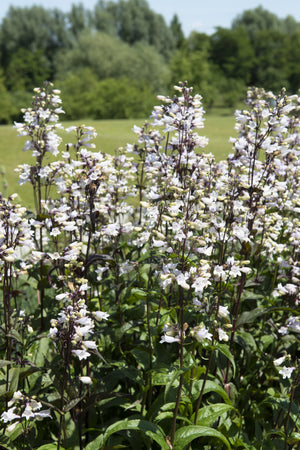 Husker Red Penstemon Seeds