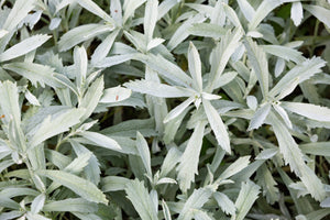 Prairie Sage Seeds