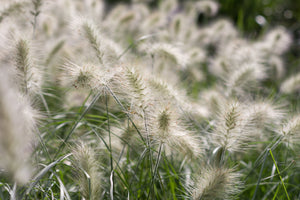 White Fountain Grass Seeds