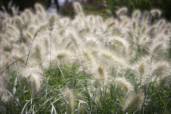 White Fountain Grass Seeds