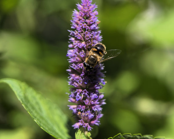 Blue Giant Anise Hyssop Seeds