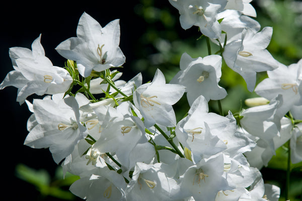 White Peach-Leafed Bellflower Seeds