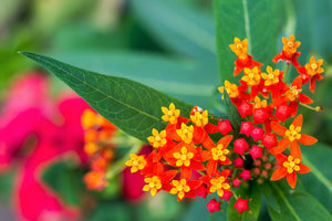 Sunset Milkweed Seeds