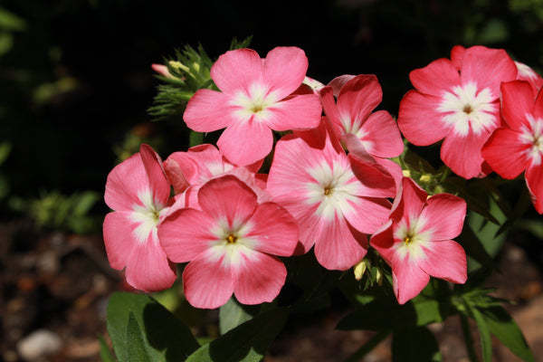 Phlox of Sheep (Pastel Mix Phlox) Seeds