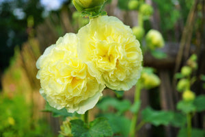 Summer Carnival Hollyhock Seeds