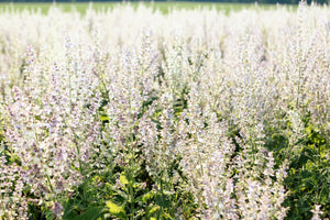 White Swan Clary Sage Seeds