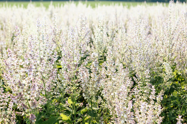 White Swan Clary Sage Seeds
