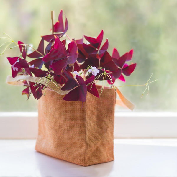 Oxalis Triangularis Purple Shamrock Bulbs – Deep Purple Foliage & Pink Flowers