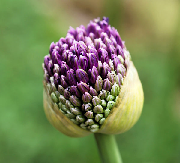 Giant Allium Seeds