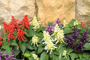 Mixed Colors Salvia Seeds
