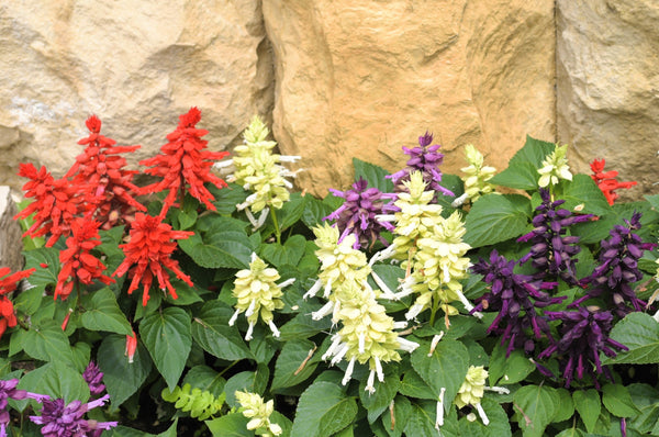 Mixed Colors Salvia Seeds