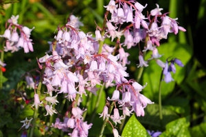 Wood Hyacinth Seeds