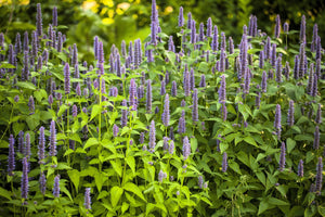 Blue Giant Anise Hyssop Seeds