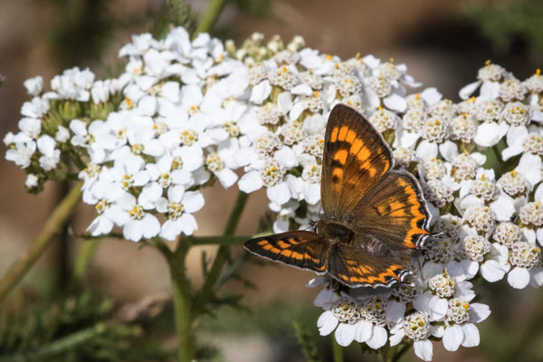 White Yarrow Seeds