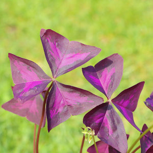 Oxalis Triangularis Purple Shamrock Bulbs – Deep Purple Foliage & Pink Flowers