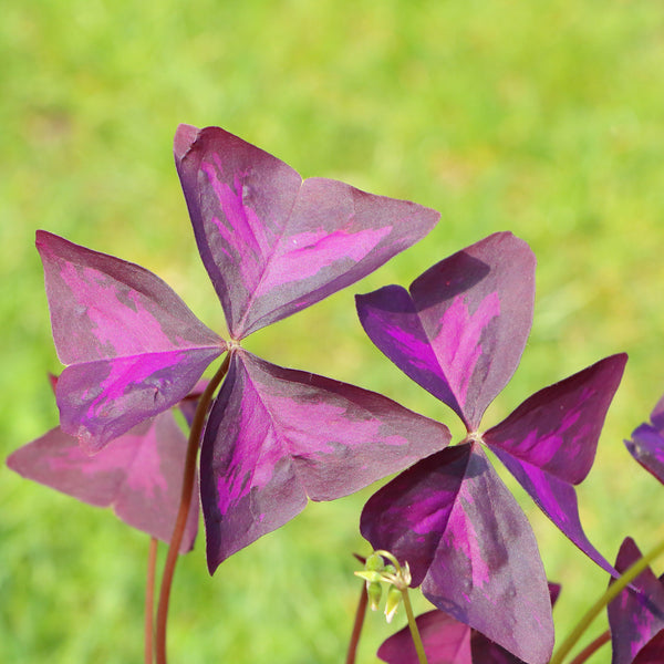 Oxalis Triangularis Purple Shamrock Bulbs – Deep Purple Foliage & Pink Flowers