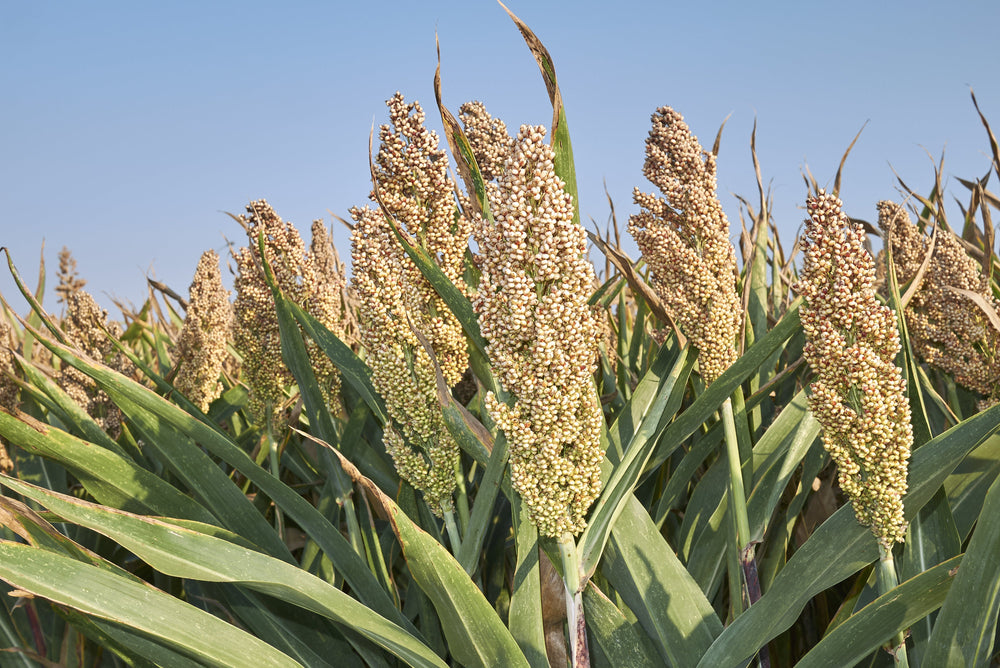 White Popping Sorghum Seeds