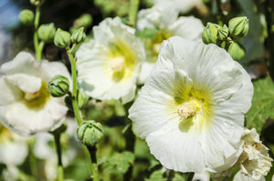 White Hollyhock Seeds
