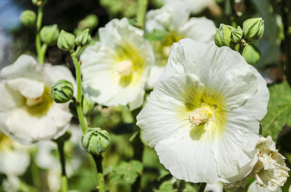 White Hollyhock Seeds