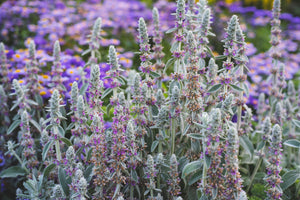 Lamb's Ear Seeds