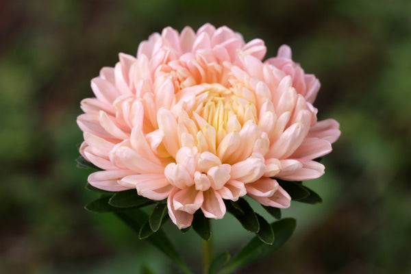 Duchess Apricot Paeony Aster Seeds