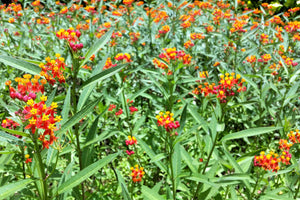Sunset Milkweed Seeds