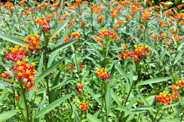 Sunset Milkweed Seeds