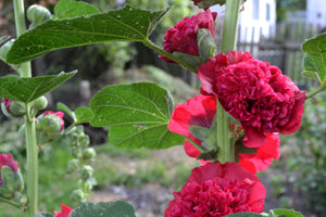 Scarlet Double Hollyhock Seeds