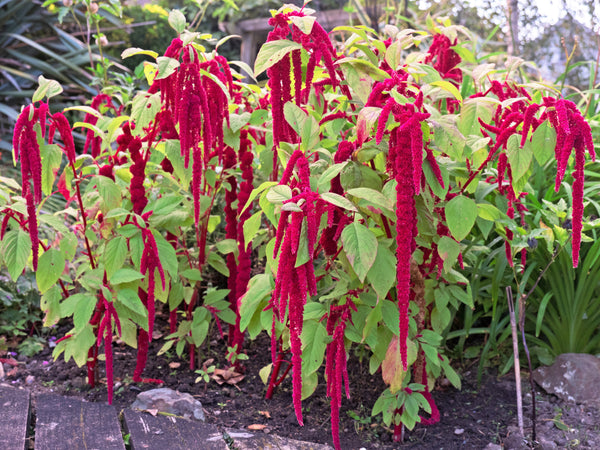 Love Lies Bleeding Amaranthus Seeds