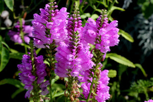 Pink Showy Obedient Plant Seeds