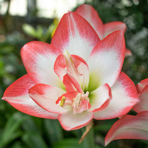 Amaryllis Blossom Peacock Bulbs – Fragrant Double Red & White Flowers