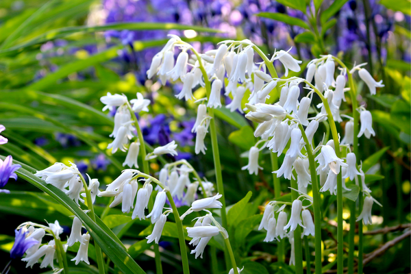 Wood Hyacinth Seeds