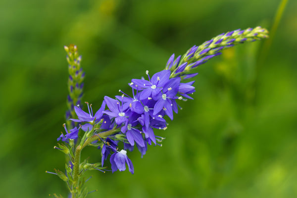 Royal Blue Speedwell Seeds