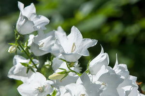 White Peach-Leafed Bellflower Seeds