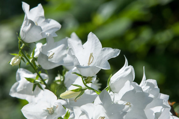 White Peach-Leafed Bellflower Seeds