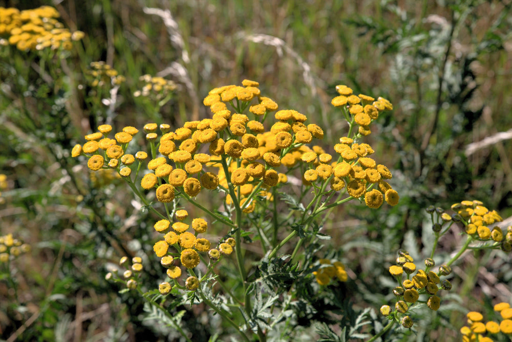 Golden Ageratum Seeds