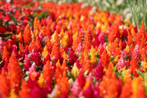 Celosia Pampas Plumes - Mix Seeds