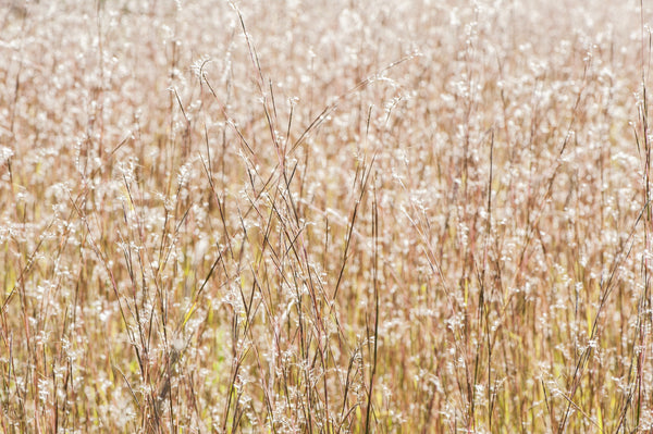 Little Bluestem Grass Seeds