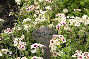 Cherry Caramel Phlox Seeds